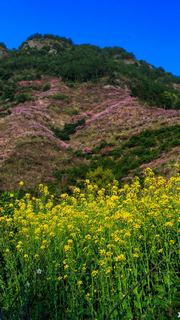 源东桃花节 景点图 314_19