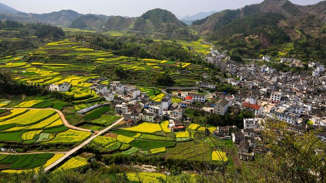 绩溪家朋油菜花