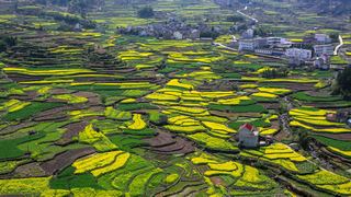 绩溪家朋油菜花 景点图 316_2