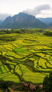 绩溪家朋油菜花 景点图 316_8