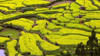 绩溪家朋油菜花 景点图 316_9