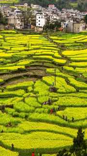 绩溪家朋油菜花 景点图 316_12