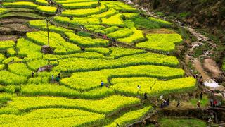 绩溪家朋油菜花 景点图 316_13