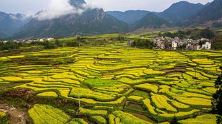 绩溪家朋油菜花 景点图 316_15