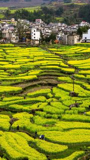 绩溪家朋油菜花 景点图 316_16