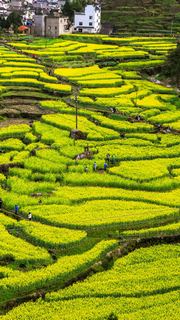 绩溪家朋油菜花 景点图 316_18