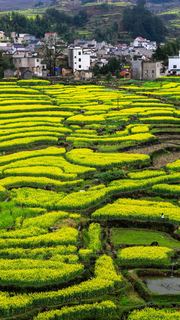 绩溪家朋油菜花 景点图 316_20