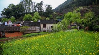 婺源沱川乡查平坦村 景点图 319_4