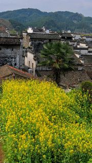 长滩古村 景点图 323_13