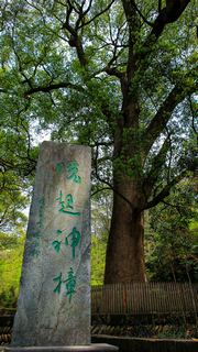婺源江湾晓起村 景点图 327_12