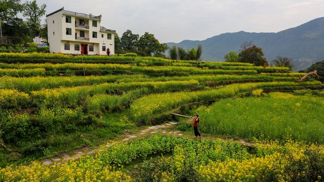 江岭梯田油菜花