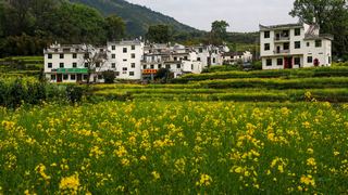 江岭梯田油菜花 景点图 328_2