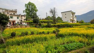 江岭梯田油菜花 景点图 328_3