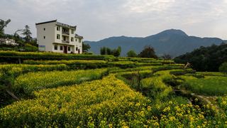 江岭梯田油菜花 景点图 328_5