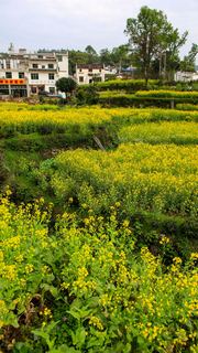 江岭梯田油菜花 景点图 328_6