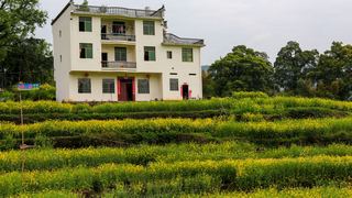 江岭梯田油菜花 景点图 328_9