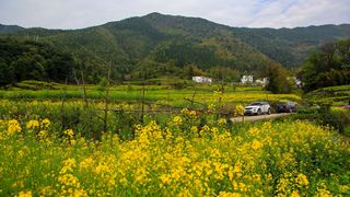 江岭梯田油菜花 景点图 328_10