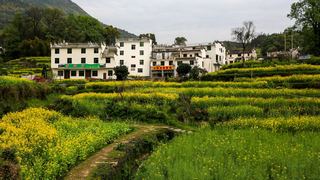 江岭梯田油菜花 景点图 328_11