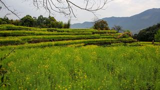 江岭梯田油菜花 景点图 328_12