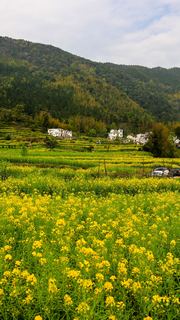 江岭梯田油菜花 景点图 328_14