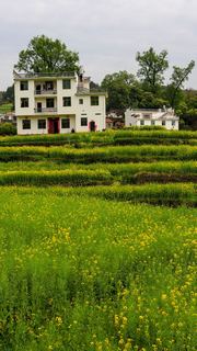 江岭梯田油菜花 景点图 328_15
