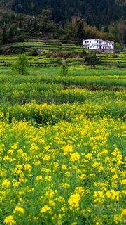 江岭梯田油菜花 景点图 328_16