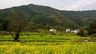 江岭梯田油菜花 景点图 328_18