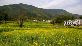 江岭梯田油菜花 景点图 328_19