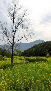 江岭梯田油菜花 景点图 328_20