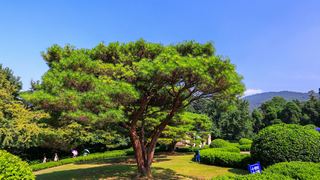 中山陵 景点图 369_13