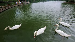 茱萸湾 景点图 391_4