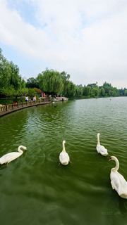 茱萸湾 景点图 391_5