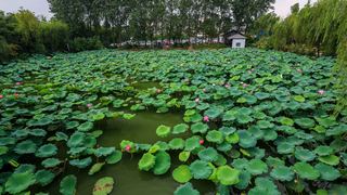 茱萸湾 景点图 391_8