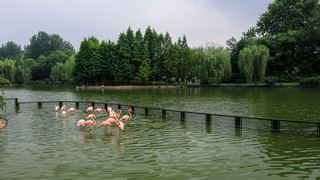 茱萸湾 景点图 391_13