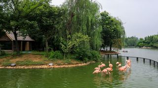 茱萸湾 景点图 391_15