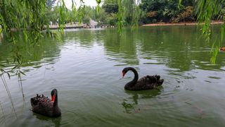 茱萸湾 景点图 391_17