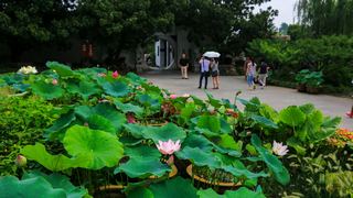 瘦西湖 景点图 392_16