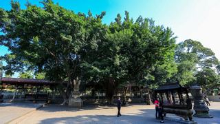 开元寺 景点图 397_5