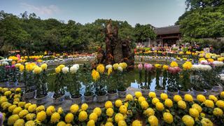 福州西湖公园菊花展 景点图 408_2
