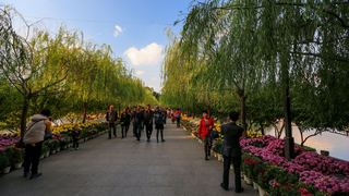 福州西湖公园菊花展 景点图 408_6