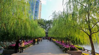 福州西湖公园菊花展 景点图 408_9