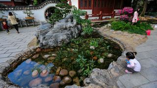 福州西湖公园菊花展 景点图 408_16