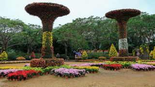 深圳东湖公园第31届菊花展 景点图 422_4