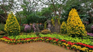深圳东湖公园第31届菊花展 景点图 422_5