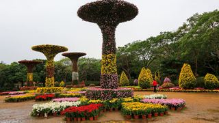 深圳东湖公园第31届菊花展 景点图 422_7