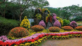 深圳东湖公园第31届菊花展 景点图 422_9