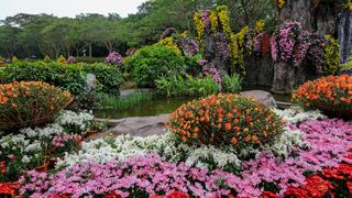 深圳东湖公园第31届菊花展 景点图 422_11