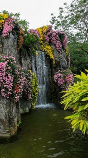深圳东湖公园第31届菊花展 景点图 422_13