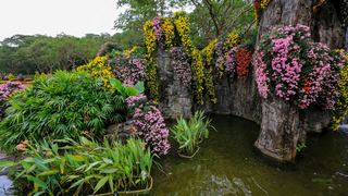 深圳东湖公园第31届菊花展 景点图 422_14