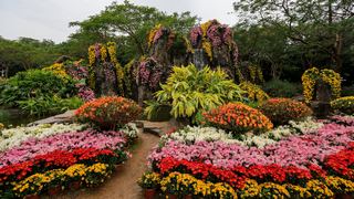深圳东湖公园第31届菊花展 景点图 422_15